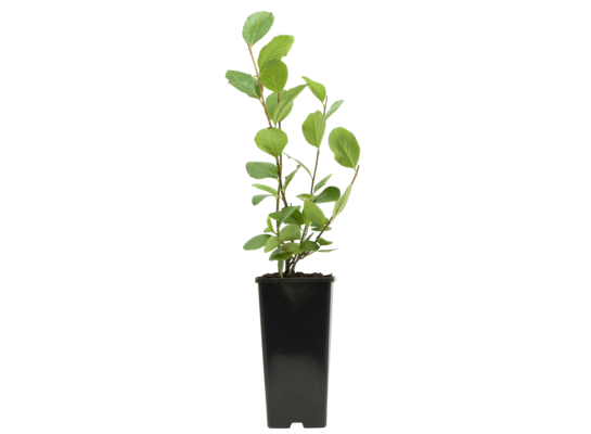 Aronia czarnoowocowa 25 cm 2 l Gartenland