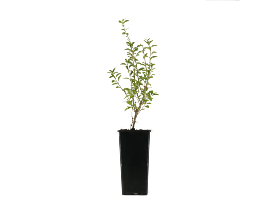 Jagoda Goji 25 cm 2 l Gartenland