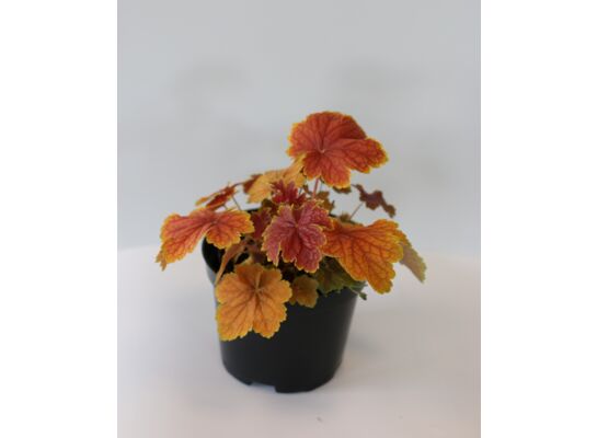 Żurawka mix kolorów wysokość 15-20 cm, doniczka 14 cm