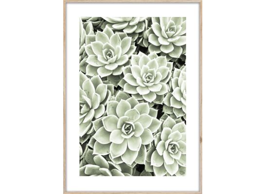 Obraz ARTBOX DIGI 50 x 70 cm BR009 SUCCULENTS
