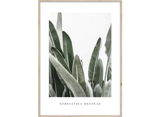 Obraz ARTBOX DIGI 50 x 70 cm BR005 STRELITZIA