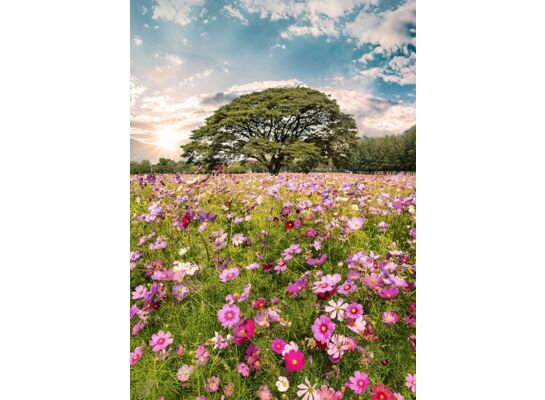 Obraz GLASSPIK 50 x 70 cm GL368 MEADOW