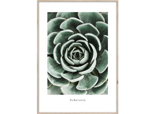 Obraz ARTBOX DIGI 50 x 70 cm BR007 ECHEVERIA