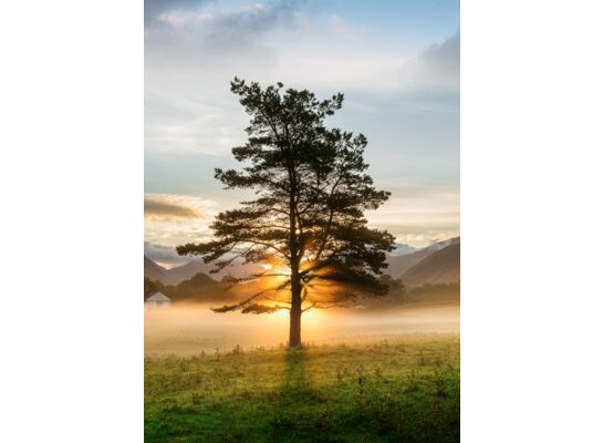 Obraz GLASSPIK 50 x 70 cm GL374 LONE TREE