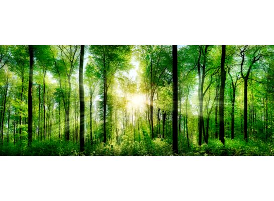 Obraz GLAS NATURE 50 x 125 EX121 SUNLIGHT