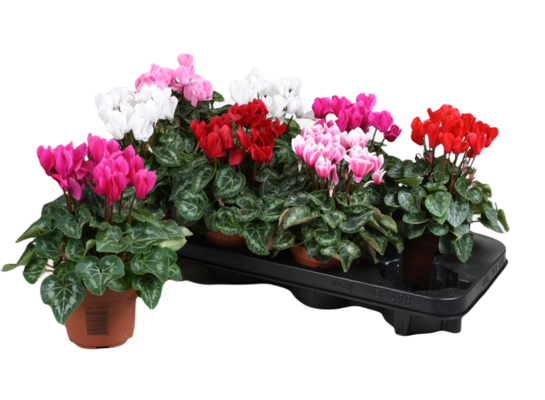 Cyklamen Mix śr. doniczki 10,5 cm