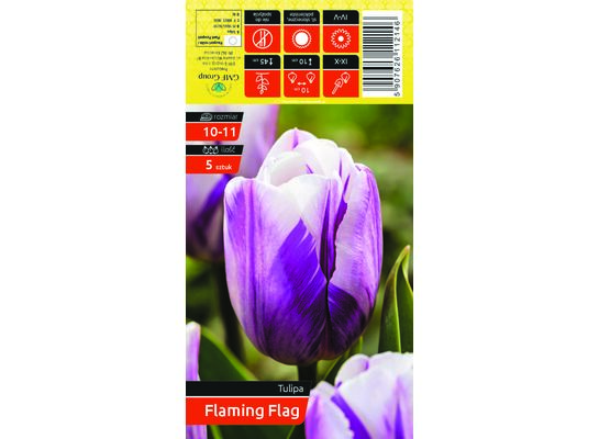 Tulipan Flaming Flag rozmiar 10-11