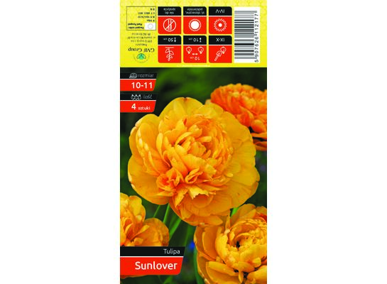 Tulipan Sunlover rozmiar 10-11