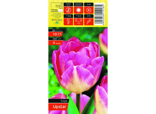 Tulipan Upstar rozmiar 10-11