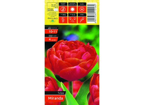 Tulipan Miranda rozmiar 10-11