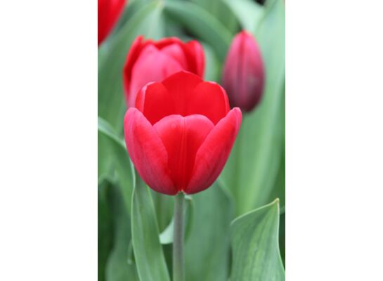 Tulipan Triumph czerwony rozmiar 12+