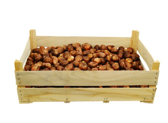 Tulipan Triumph żółty rozmiar 12+