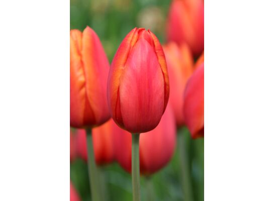 Tulipan Triumph pomarańczowy rozmiar 12+