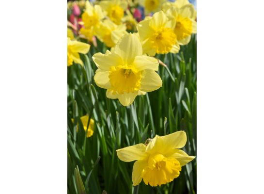 Narcyz żółty rozmiar 14/16