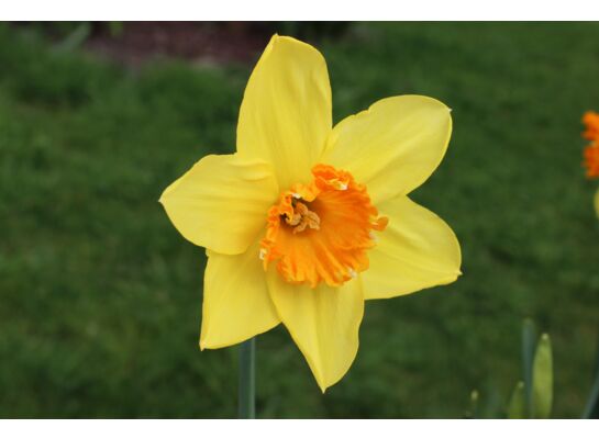 Narcyz dwukolorowy rozmiar 14/16