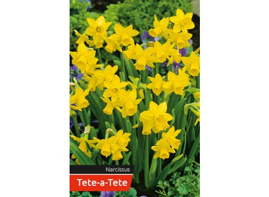 Narcyz Tete-a-Tete rozmiar 12-14