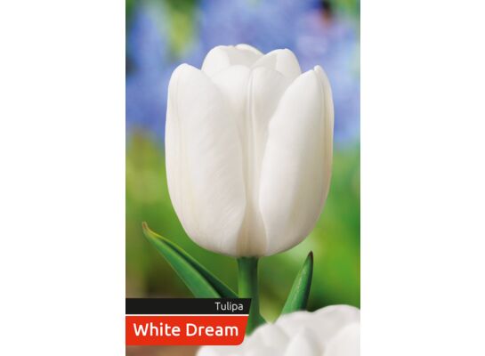 Tulipan White rozmiar 12-14