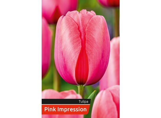 Tulipan Pink rozmiar 12-14