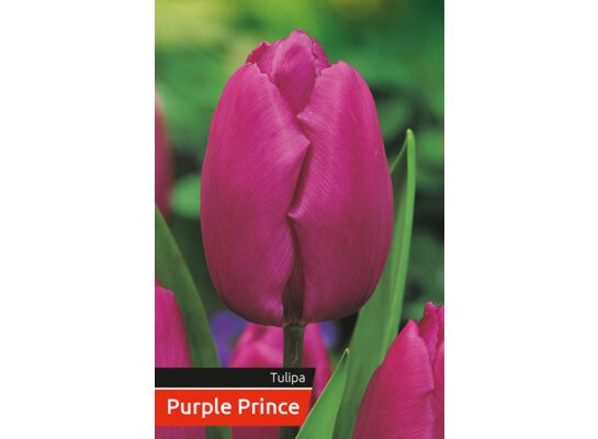 Tulipan Purple rozmiar 12-14