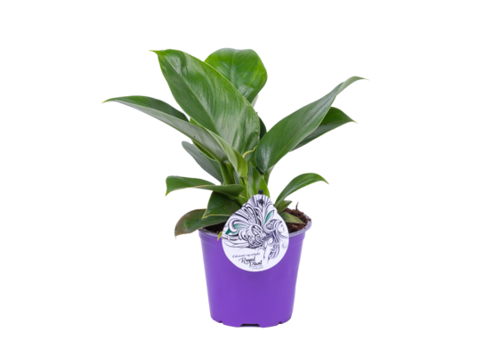 Philodendron mix odmian 35 x 14 cm