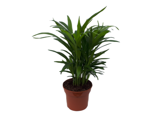 Areca lutescens Dypsis wys. 35 cm, don. 14 cm