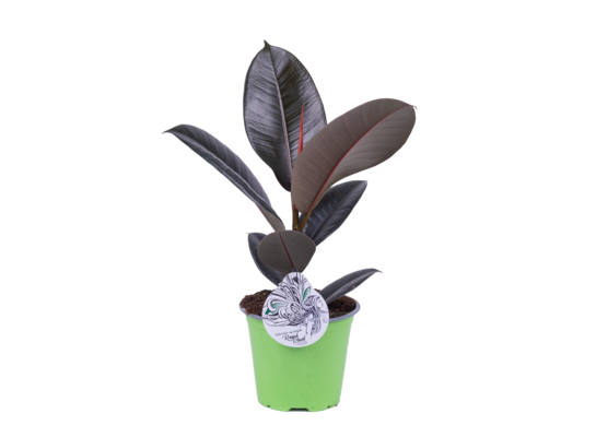 Ficus elastica don. 14 cm wys. 35 cm