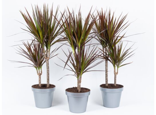 Dracena marginata 2 pnie 85 x 19 cm