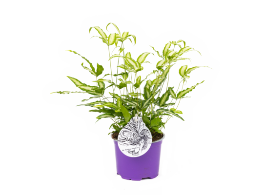 Pteris mix odmian don. 12 cm