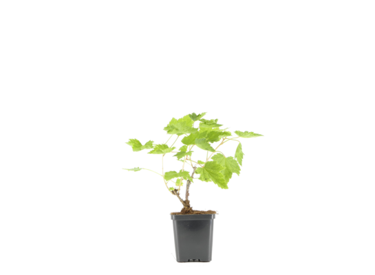 Winorośl niebieska don. 1 l wys. 20 cm