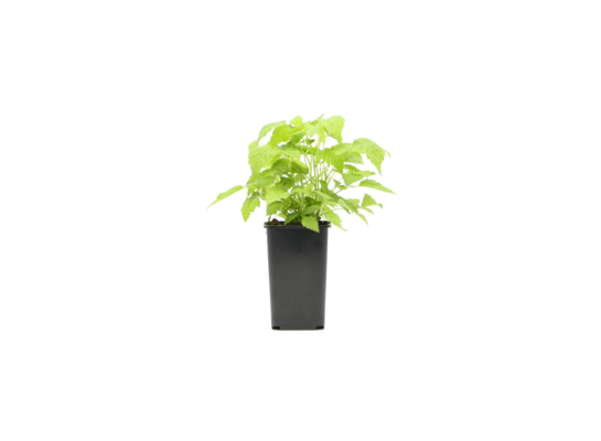 Malina czerwona Polana don. 1 l