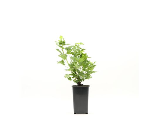 Agrest czerwony Triumf don. 1l wys. 30 cm
