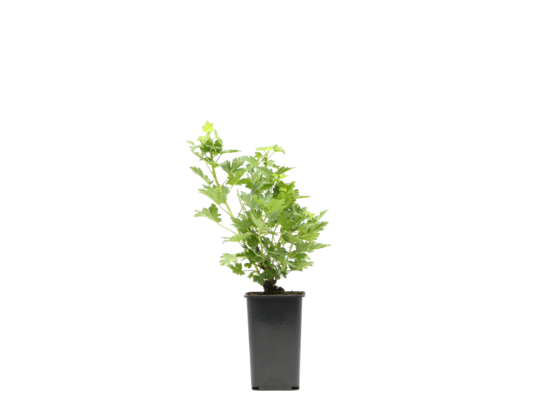 Agrest żółty Hinnonmaki Gelb don. 1 l wys. 30 cm