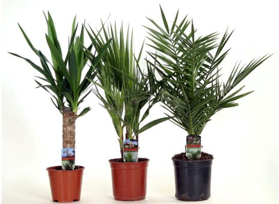 Palms mix wys. 60 cm don. 15 cm