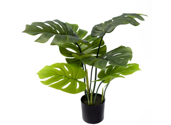 Monstera w donicy 60 cm