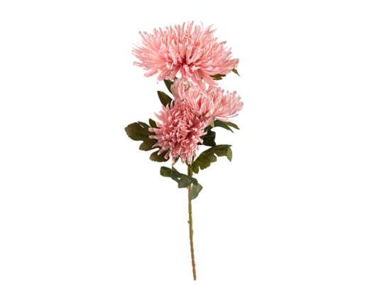 Pojedyncza chryzantema 72 cm mix