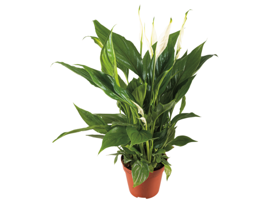 Skrzydłokwiat wys. 30 cm don. 12 cm