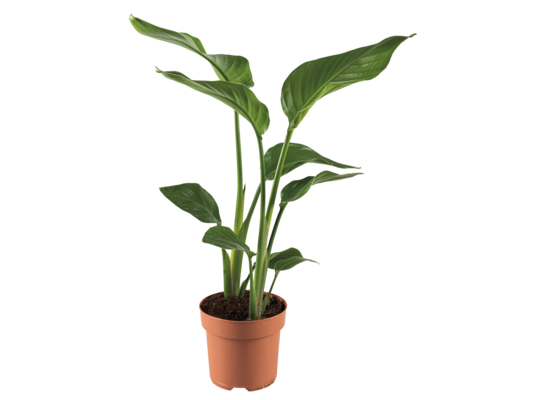 Strelicja Nicolaid don. 17 cm