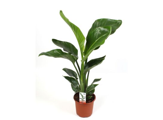 Strelitzia wys. 65 cm don. 17 cm