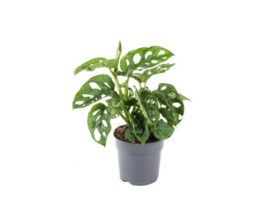 Monstera adansonii wys.25 cm don.12cm