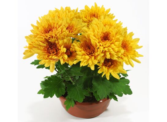 Chryzantema Time don. 17 cm mix