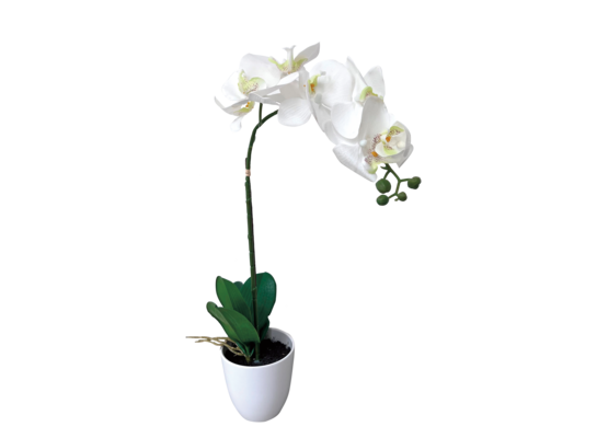 Storczyk w doniczce 56 cm mix kolorów