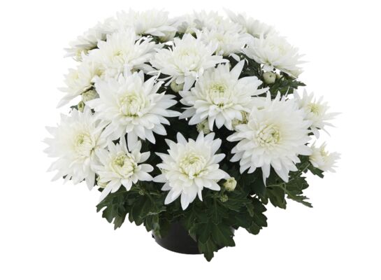 Chryzantema średniokwiatowa 12 cm