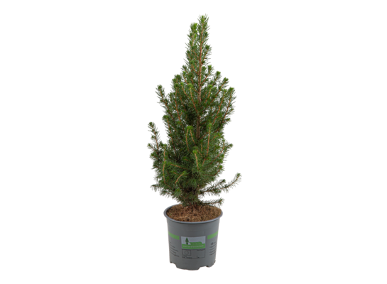 Picea Glauca December wys. 50 cm don. 13 cm