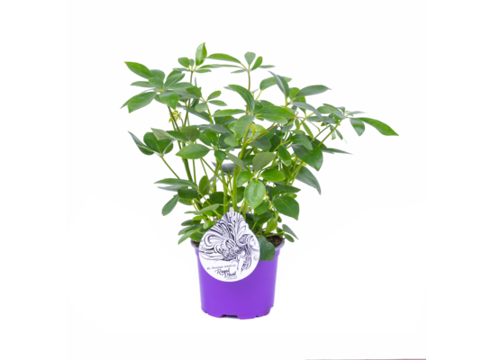 Schefflera arboricola wys. 25 cm, don. 12 cm