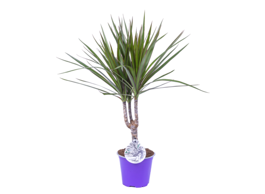 Dracena marginata mix wys. 35 cm, don. 12 cm