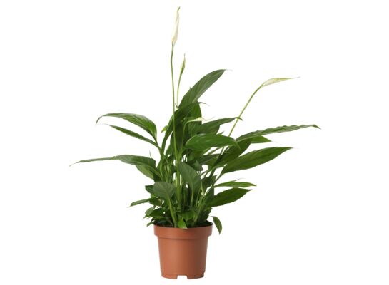 Skrzydłokwiat Bellini wys. 40 cm don. 13 cm