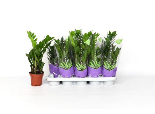 Zamiokulkas wys. 40 cm don. 12 cm