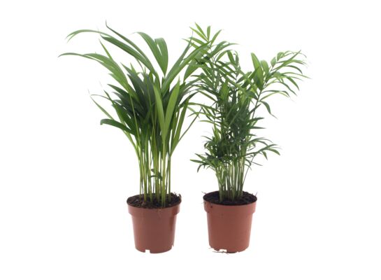 Palma wys. 40 cm don. 12 cm mix