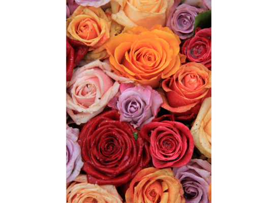 Obraz na płótnie 50 x 70 cm Róże