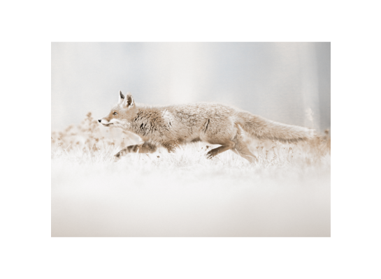 Obraz na płótnie 100 x 70 cm Lis